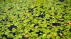 Duckweed: A sustainable, protein-packed food source smeared by Big Ag