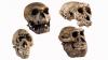 Scientists claim 'Lucy' may not be our direct ancestor after all, stoking fierce debate" target="_self" data-before-rewrite-localise="/archaeology/human-evolution/scientists-claim-lucy-may-not-be-our-direct-ancestor-after-all-stoking-fierce-debate