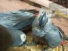 Two Cameroonians, Ghanaian arrested for parrots trafficking