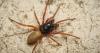 Czech scientists discover rare male-less spider species in Prague