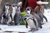 Christmas at Prague Zoo: Entry during the Holidays for Just 100 CZK