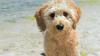 Goldendoodle custody battle decided in Delaware’s elite business court 