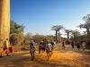 Madagascar's Baobabs Are Struggling to Regrow. Travelers Are Part of the Story.
