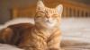 Scientists Reveal Simple Trick to Communicate With Your Cat