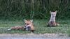 Red foxes around Delaware