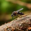 Anopheles gambiae Habitat and Public Health in Osun