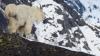 Life on the edge: How avalanches are affecting mountain goats in southeast Alaska, Yukon