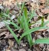 Scientists Discover Second Species of Wild Ramps, Ending Decades-Long Debate