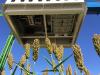 Danforth Plant Science Center to lead research to enhance stress resilience in bioenergy sorghum