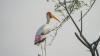 Declining U.S. Bird Populations Worry Environmentalists