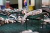 Mongabay shark meat investigation wins national journalism award in Brazil