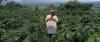 Agroforestry grows in popularity among central Colombia’s coffee farmers (analysis)