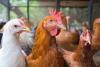Avian flu detected at Arkansas commercial poultry farm