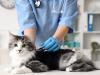 Cat declawing, book censorship among new 2026 laws