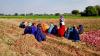 IFC launches $120m fund to boost Pakistan agri-value chain, support farmers