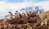 Scientists warn: We are witnessing multiple irreversible changes in Antarctica