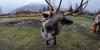 Santa’s reindeer are healthy and cleared for takeoff by Alaska’s top vet