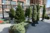Christmas Trees Offer Decorative Beauty and Environmental Benefits