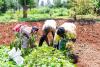 In Kenya, Smallholder Farmers Push Back Against Corporate Control of Agriculture