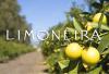 Lemon pricing crisis drives Limoneira's revenue down 20 percent as the company pivots to avocados