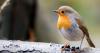 Woman who has robins in her garden every day shares one food they love