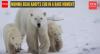 Scientists capture heartwarming and rare moment as polar bear mom adopts a cub that isn’t her own