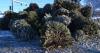 How to dispose of Christmas trees, lights and wreaths in Anchorage
