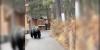 Watch: Tourists come face-to-face with massive grizzly bear in Banff National Park