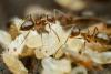 Science People Sick Ant Pupae Can Signal Workers to Kill Them with a Unique Odor to Save Their Colony, Study Finds
