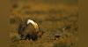 BLM reverses Biden-era Alaska, sage grouse protections to expand oil, gas development