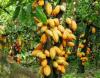 Cameroon positions 650,000 hectares for deforestation-free cocoa under EU rules