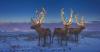 Missouri Department of Agriculture approves Santa’s reindeer