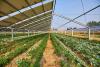 Business The Cool Down Scientists make stunning discovery about crops grown alongside solar panels: 'Could increase consumer demand'