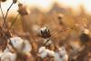 From South to South Asia: U.S. Cotton Exports Favor Savannah