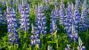 Invasive Nootka Lupin: Iceland's Beautiful but Destructive Purple Flower