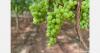 What happened to the Italian table grape campaign?
