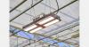 Custom LED gains ground as Italian nurseries push for efficiency