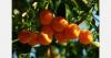 Japan’s citrus sector faces continuing structural decline