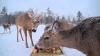 Maine deer eat from troughs on livestream, have become internet darlings