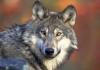 Wolf debate rages on in Michigan’s UP