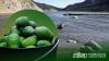 Morocco’s Avocado Exports Reached 112,000 Tons in One Year