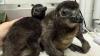 Two endangered baby African penguin chicks born at New Jersey's Adventure Aquarium