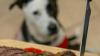 Expert reveals the common festive foods that could be fatal for your four legged friend