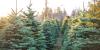 Jim Zeigler: Alabama family Christmas tree farm