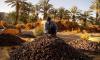 Tunisia: Direct-to-Consumer Date Sales Tents to Be Set Up in Sousse and Nabeul