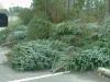 Where to recycle your Christmas trees