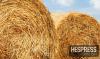 Brazil clears hay exports to Morocco after sanitary talks