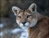Chile’s Puma Boom When Patagonia’s Ghost Cat Finally Shows Itself
