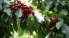 Chilean Cherry Seminar: 2025/26 Export Projection Revised Downward, Preview of Chilean Cherry Ice and Snow Festival