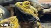 Rise in unwanted exotic pets due to energy costs, says charity